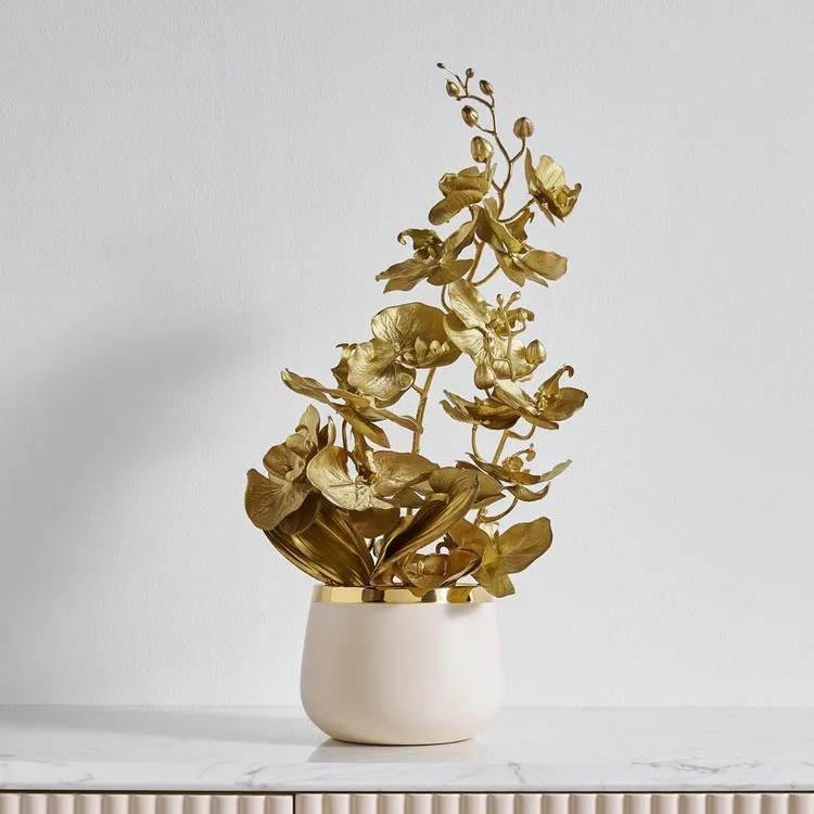Diana Orchid Flower in Pot