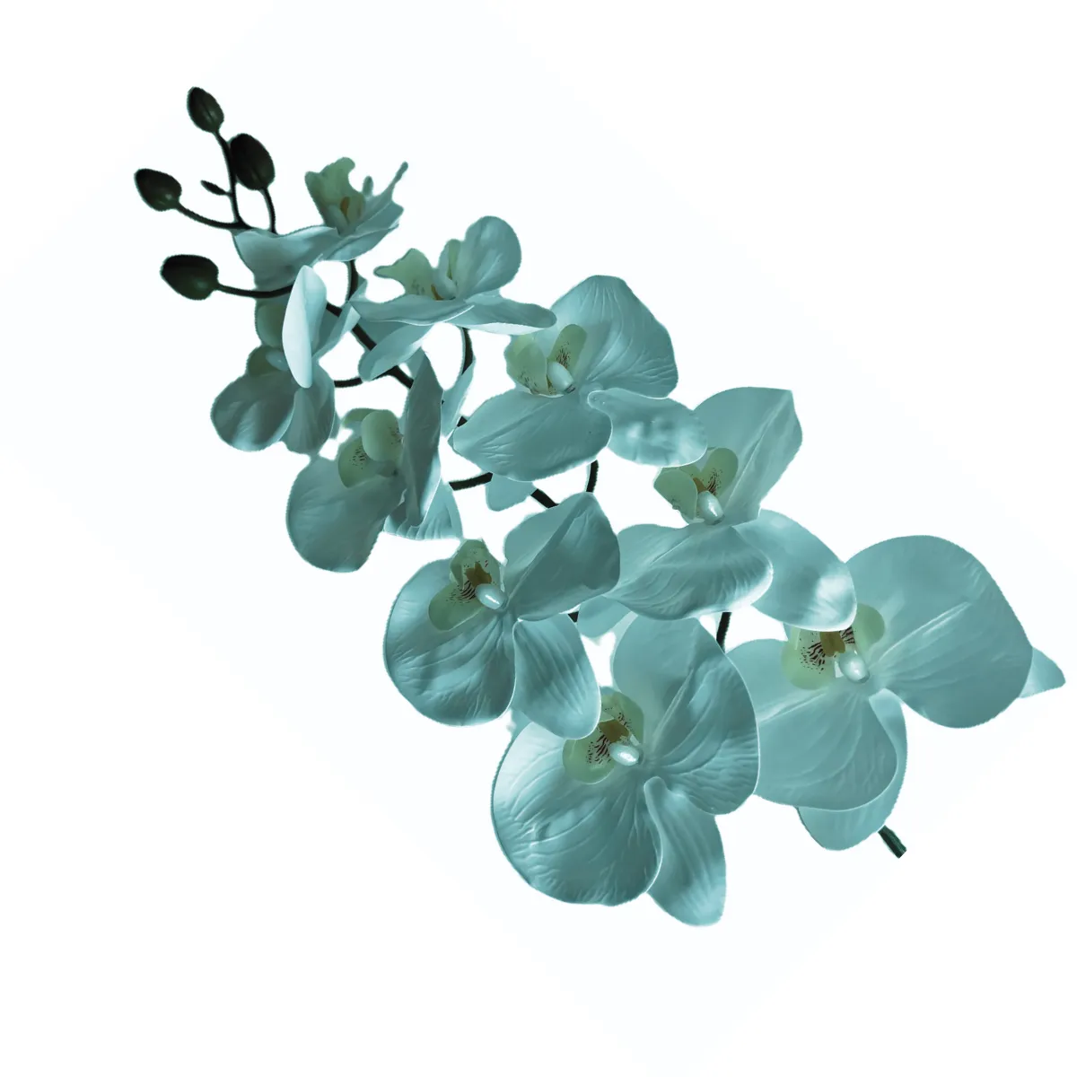 Orchid Single Stem