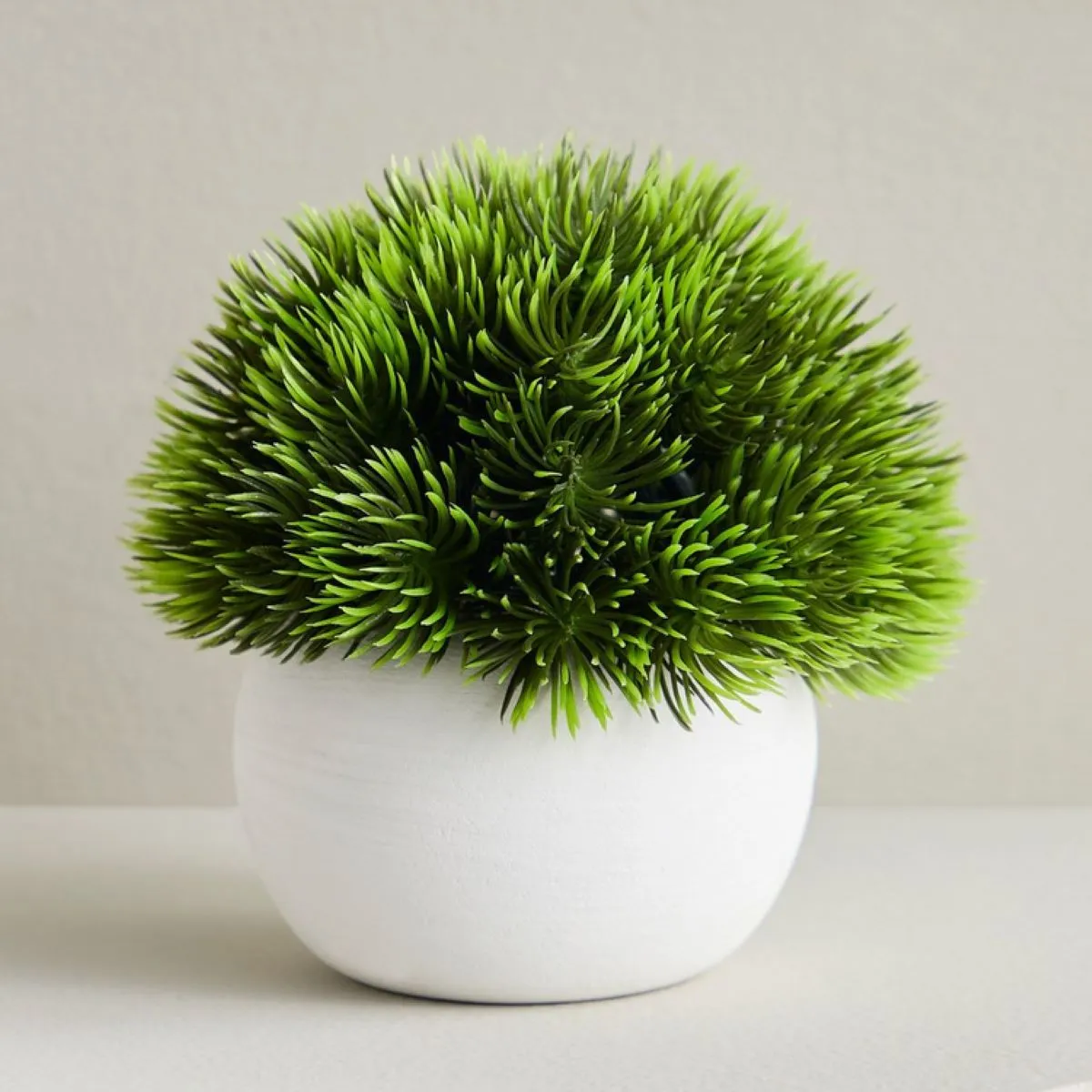 Spider Chlorophytum Plan